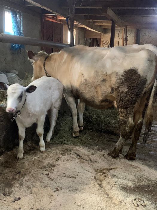 Vand vaca cu vitica belgianca !