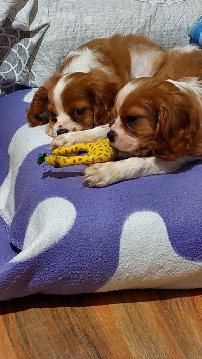 Малки сладки кавалер кинг чарлз шпаньол