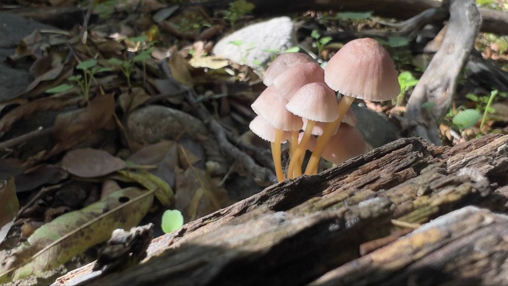 ADIDAS Performance  TERREX  Eastrail 2.0 Shoes