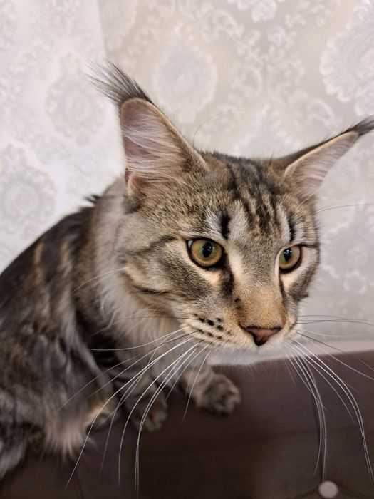 Мейн-кун, продам котенка