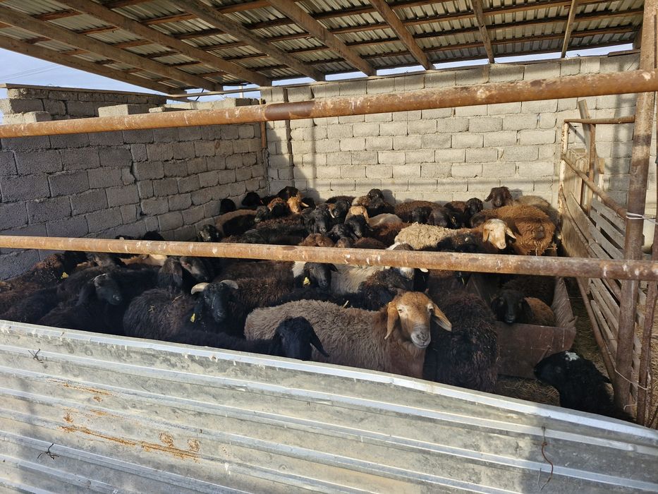 Үй сатылады Әйтеке би