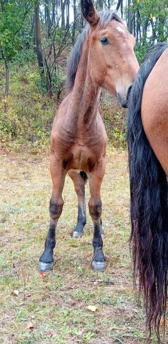 Vând mânz de 9 luni