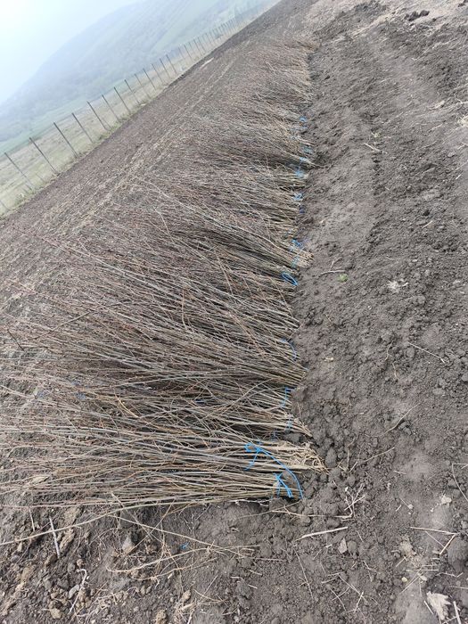 Vând mestecan alb  sălci pletoasă molid brad salcâm la un preț bun