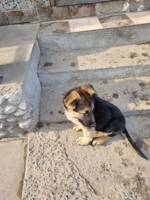 Немецкая овчарка щенок