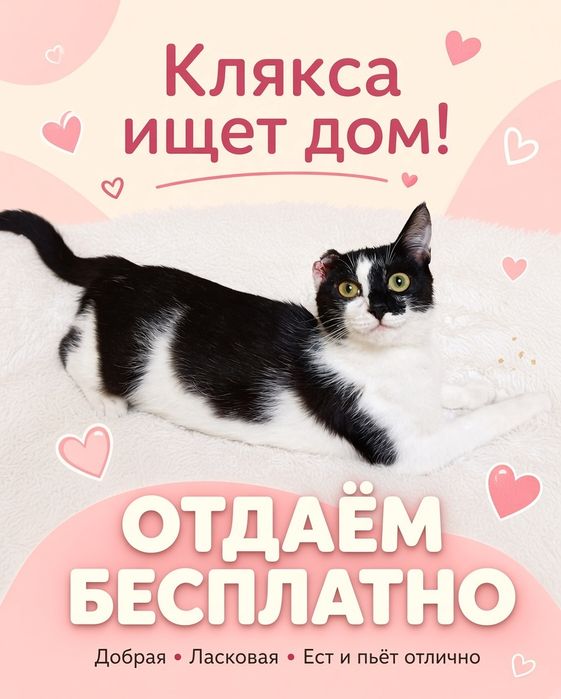 киса добрая ласковая ищет дом