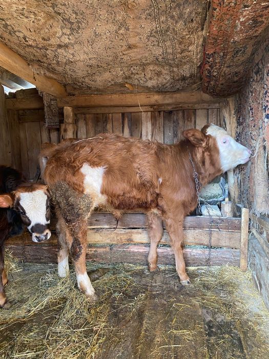 Vând vacă și viței