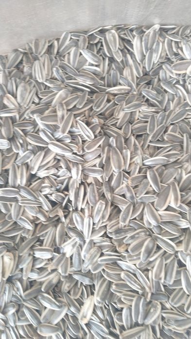 Продам семечки полосатые