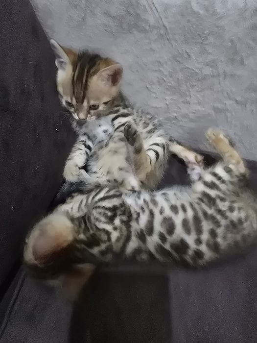 Бенгальский котенок