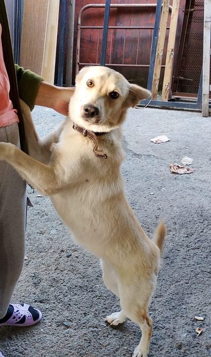 Пристраивается собачка