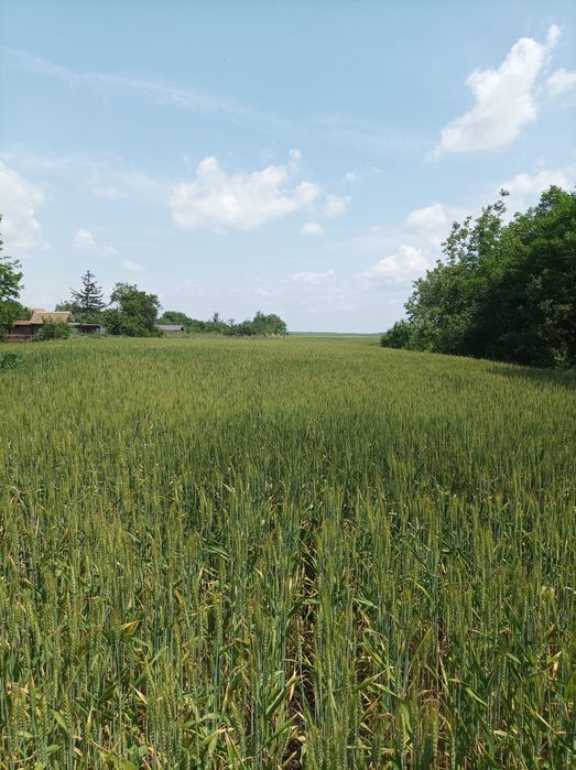 Casă bătrânească cu teren 3.500 mp, vie, pomi și utilități – ideală pe