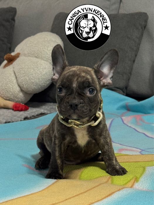 Femela buldog francez