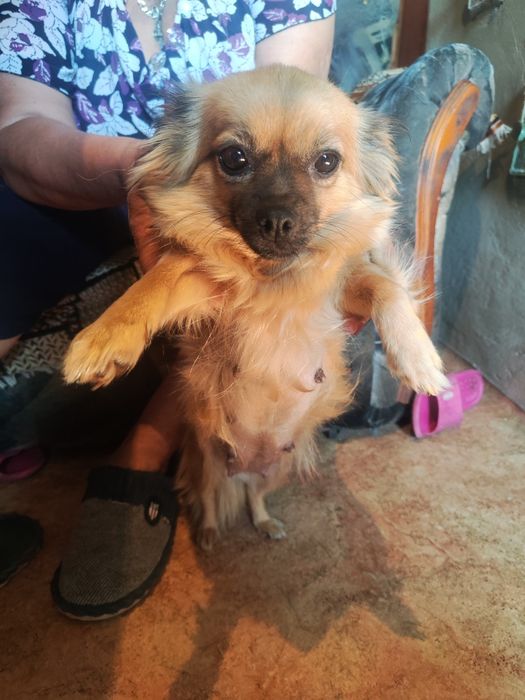 Отдадим в добрые руки