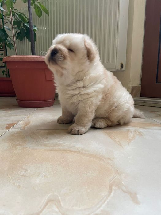 Чау чау мъжко бебе