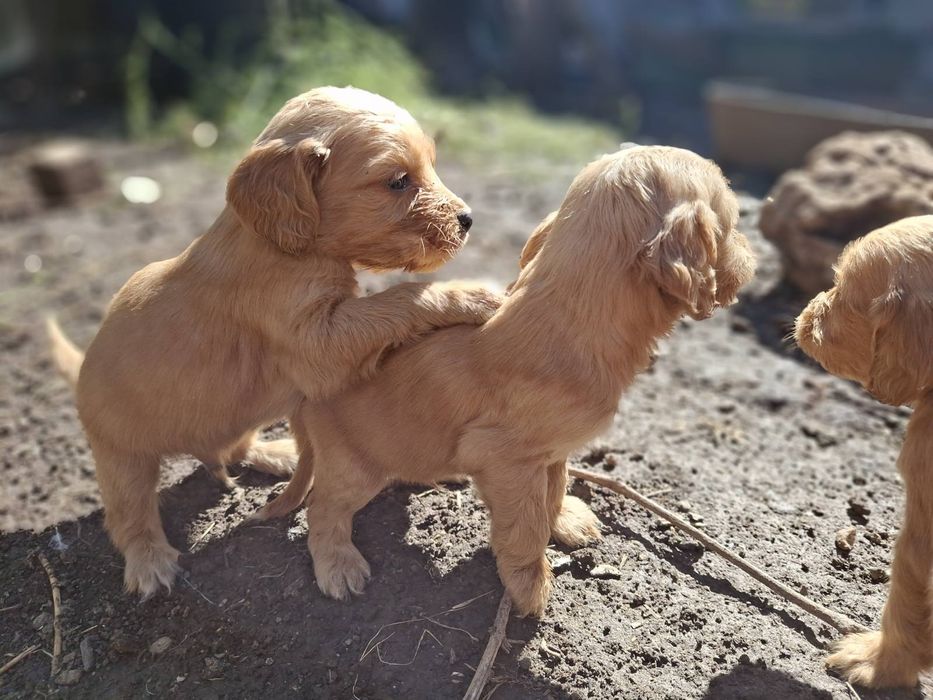 Малки кученца Кокер Шпаньол