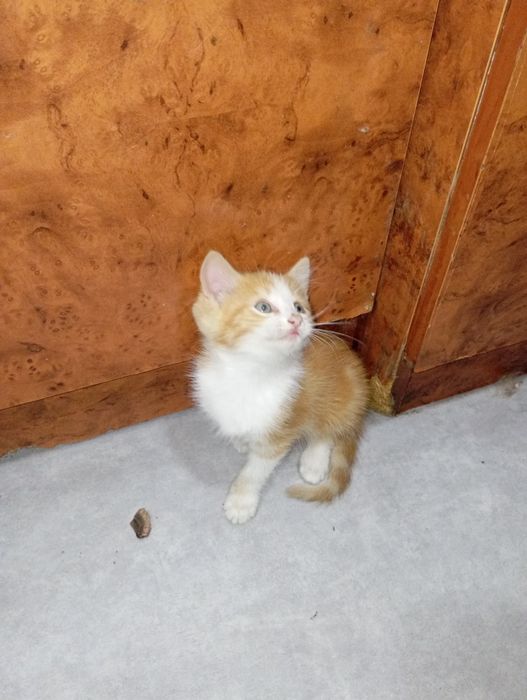 Продам котенка помесь мейкуна