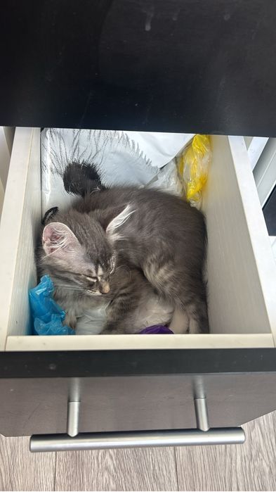 Пропал котенок! Вознаграждение