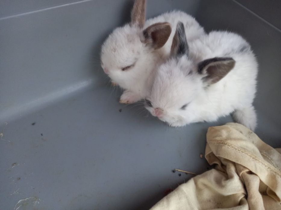 Продам декоративных крольчат.