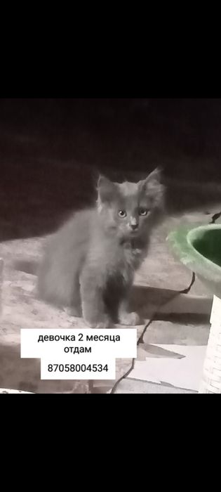 Отдам милых котят