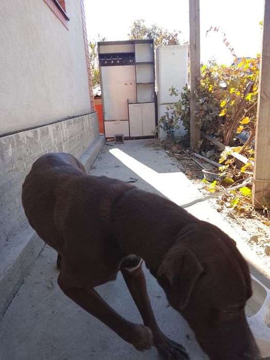 Продается кубинский Пит, сучка