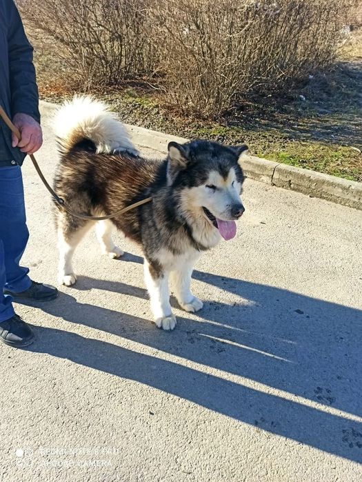 Собаки в караганде. Кавказская овчарка полтора месяца. Не чистокровный спаниель. Собаки в караганде. Уличные собаки.