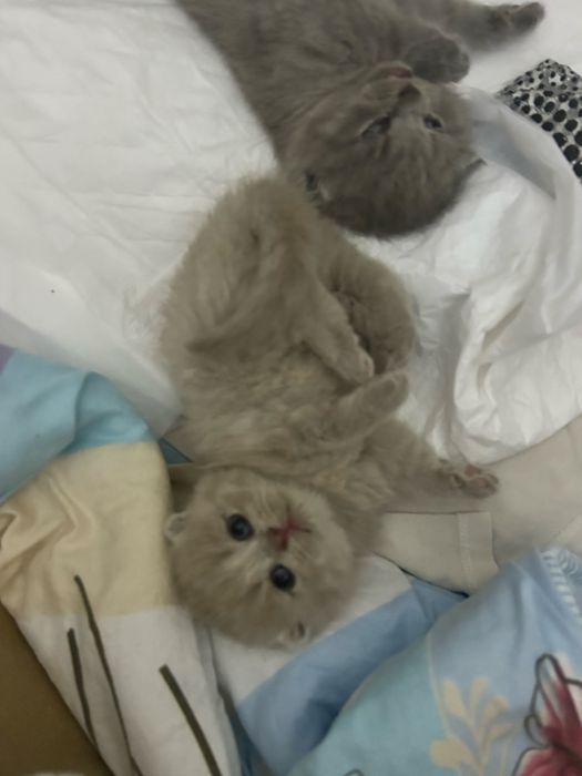 Скотиш фолд котята (15 февраль дата родж)