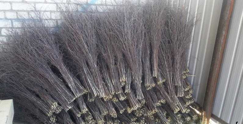 Продам веники карагай чилига акация