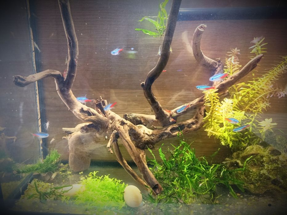 Коряги для аквариума. Камни для аквариума.