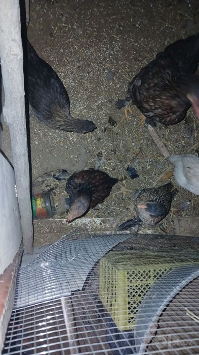 Tovuq lar jo‘jalari bilan sotiladi hozir katta katta jo‘jalari ham 6ta
