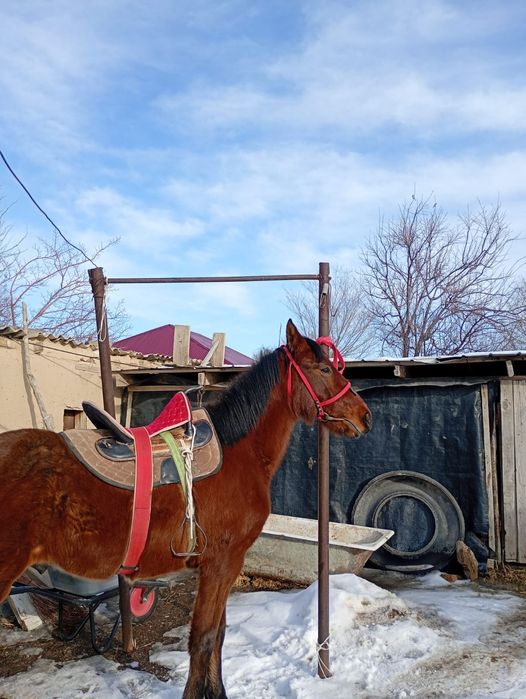 Еркек құнанды  ұрғашы байталға ауыстырым