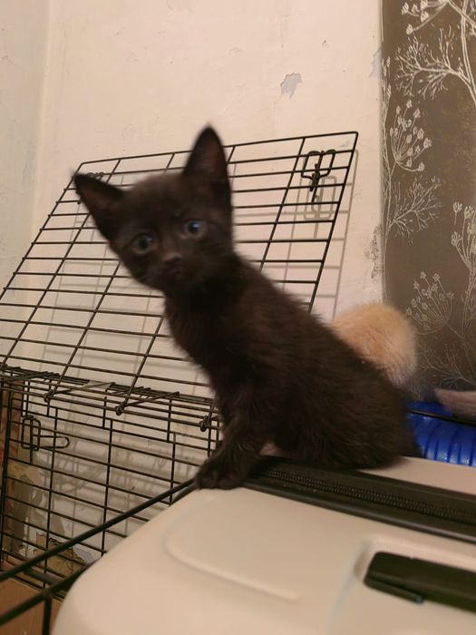 Котята в хорошие руки