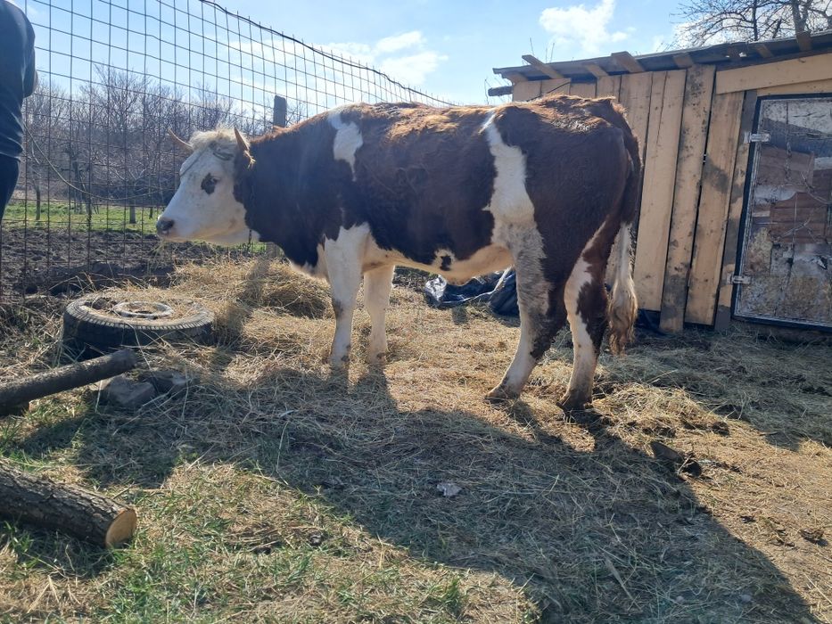 Vând juninca Baltata gestanta an 5 lunii și foarte frumoasa