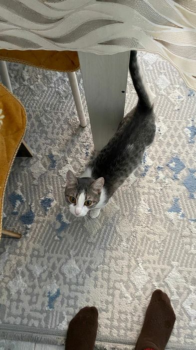 Отдам кошку в хорошие руки