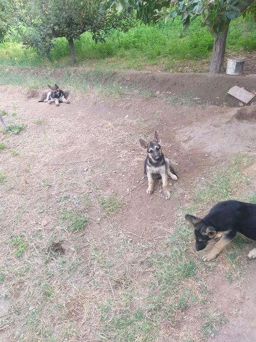 Чистокровные щенки Восточно-европейские овчарки