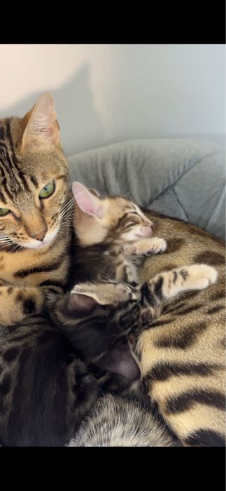 Продаётся кошка породы Бенгал