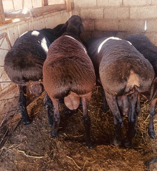 Qassob xizmati qo'chqorlar bor,Kafolat b.n,dastafka so'yib berilish