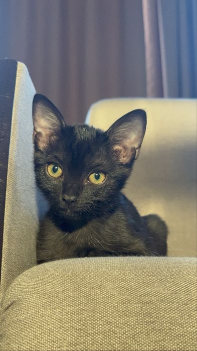котенок ищет семью