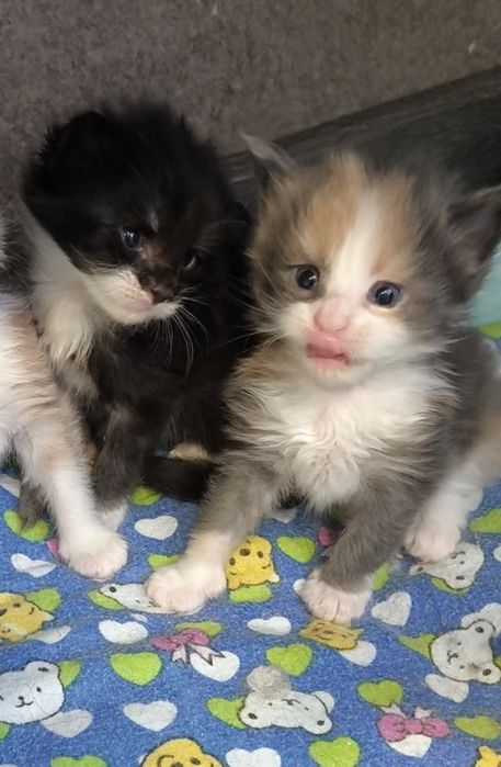 Продам котят мейкун