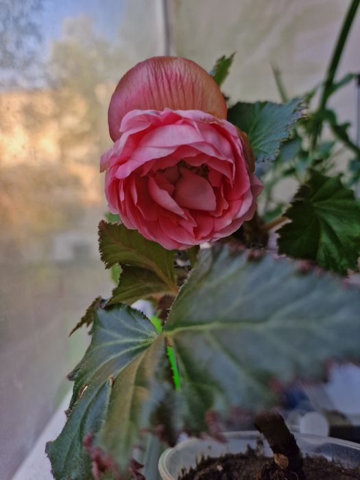 Бегония . Комнатные растения. Цветы.