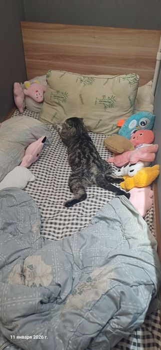 Отдам кота в хорошие руки к лотку приучен шотландский  вислоухий