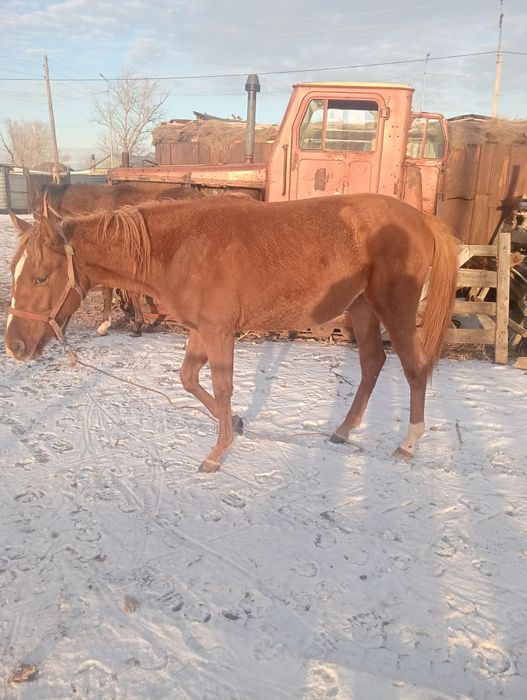 Ағылшын тайлар  полтарашки