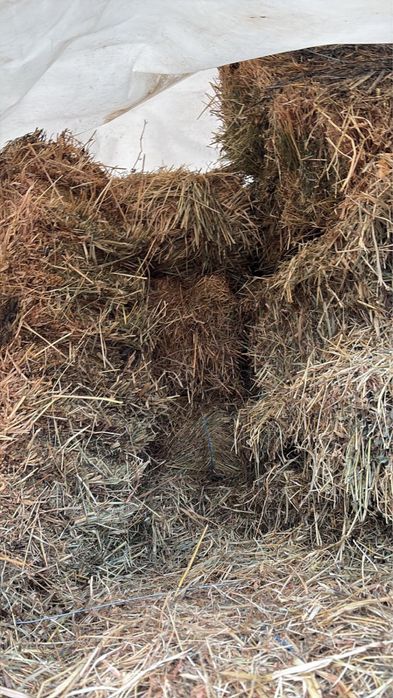 Se vand baloti dreptunghiulari