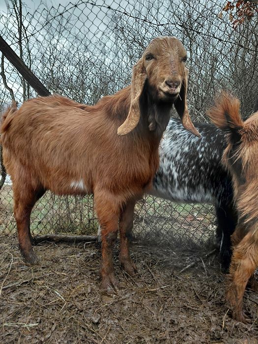 Пръч, неми патици