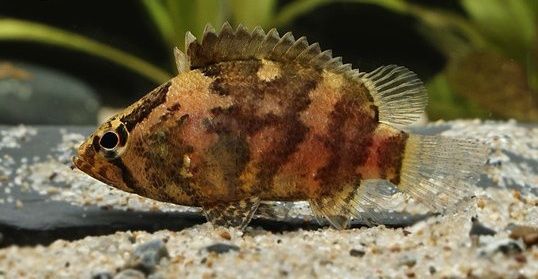 Нандус борнейский, рыбка аквариумная.