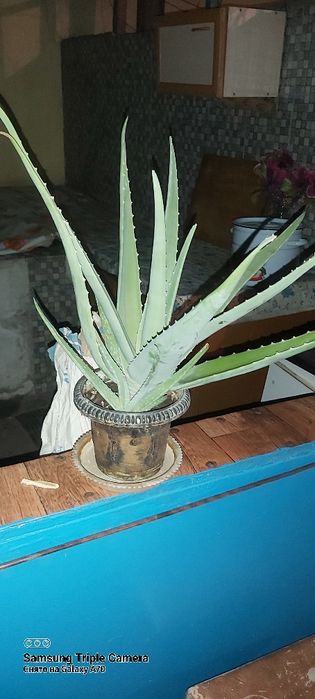 Алоэ-Вера лечебный