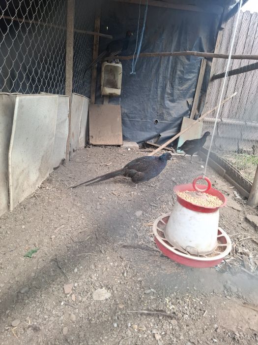 Pauni si fazani de vinzare