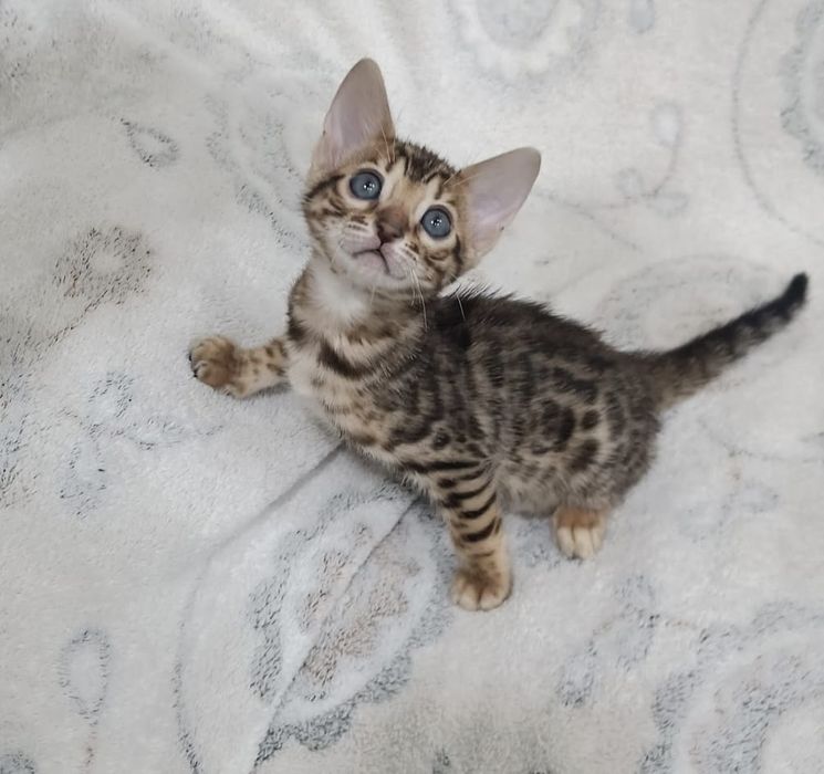 Бенгальские котята, мальчики