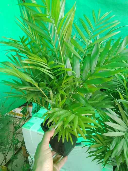 Азалия вся цветущая