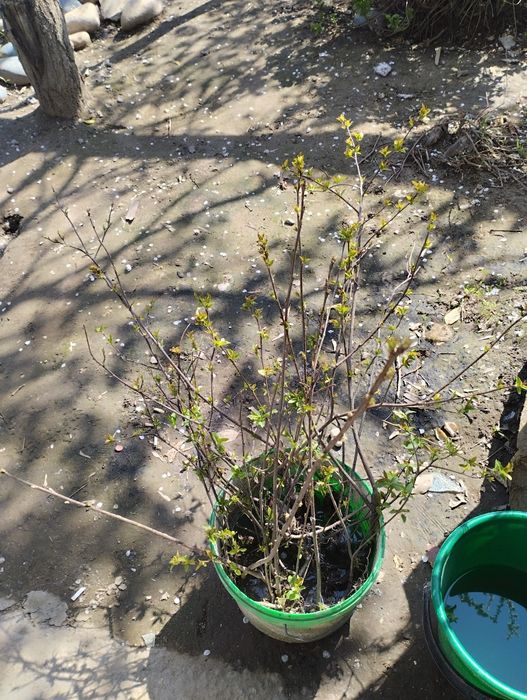 Черёмуха дерево рассада