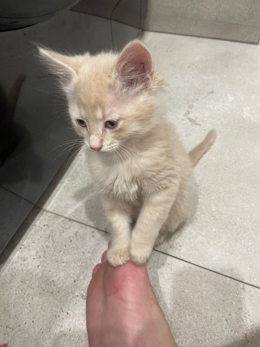 Котята бесплатно