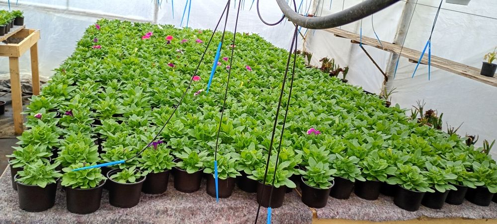 Petunii,muscate, garofițe,bacopa ,petunii curgătoare crăițe